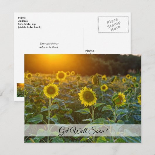 Zonnebloem op zonnebloempel laat snel Briefkaart h (Voorkant / Achterkant)