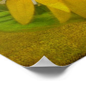 Zonnebloem op zonnebloempitten poster (Hoek)