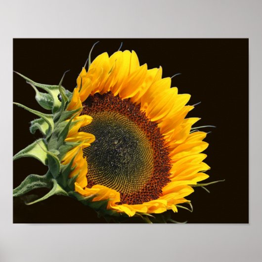 Zonnebloem op zonneschijn poster (Voorkant)