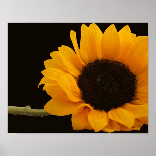Zonnebloem op zwart Poster (Voorkant)