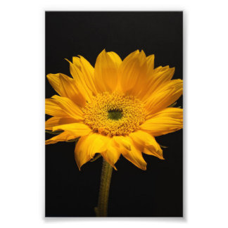 Zonnebloem op zwart - Zonnebloem Lover Gift Foto Afdruk