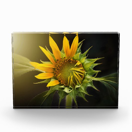 Zonnebloem Openen in volbloei Fotoblokken (Voorkant)
