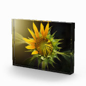Zonnebloem Openen in volbloei Fotoblokken (Rechts)