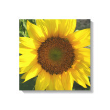 Zonnebloem opgespannen canvasprint