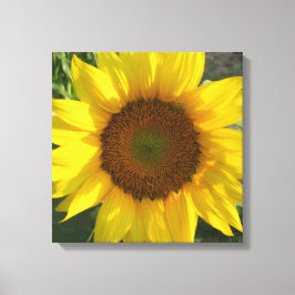Zonnebloem opgespannen canvasprint canvas afdruk