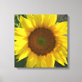 Zonnebloem opgespannen canvasprint canvas afdruk