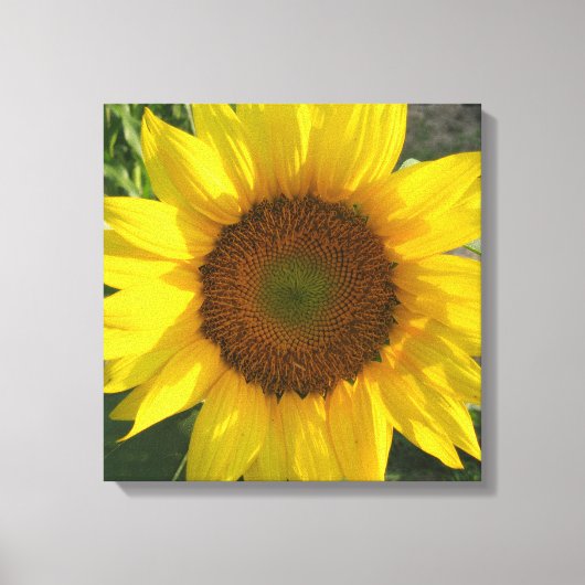 Zonnebloem opgespannen canvasprint canvas afdruk (Voorkant)