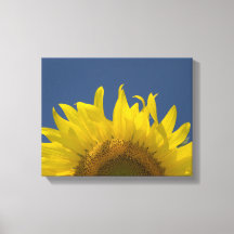 Zonnebloem Opkomend