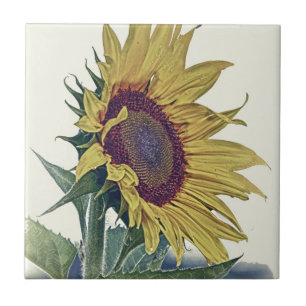 zonnebloem Origineel Shabby Old School Kijk uit Tegeltje