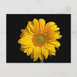 Zonnebloem pc arc4 briefkaart