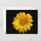 Zonnebloem pccna briefkaart (Voorkant / Achterkant)