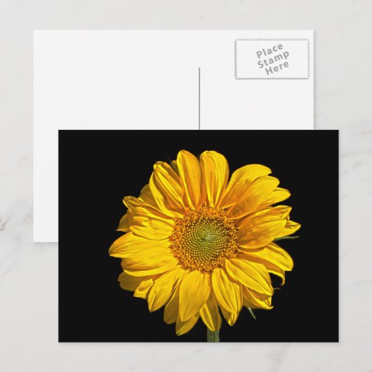 Zonnebloem pcm briefkaart (Voorkant / Achterkant)