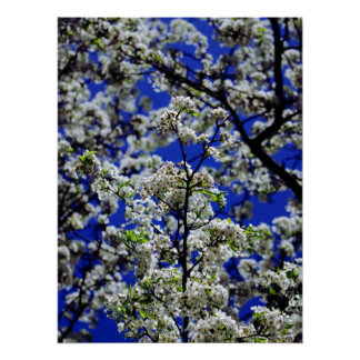 Zonnebloem Perfect Poster