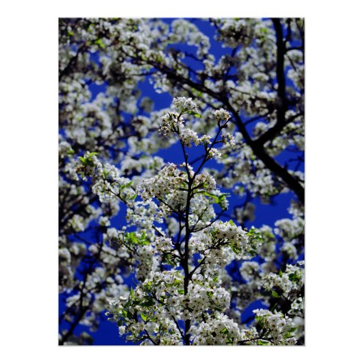 Zonnebloem Perfect Poster (Voorkant)