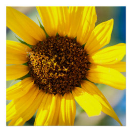 Zonnebloem Perfect Poster
