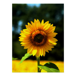 Zonnebloem Perfect Poster
