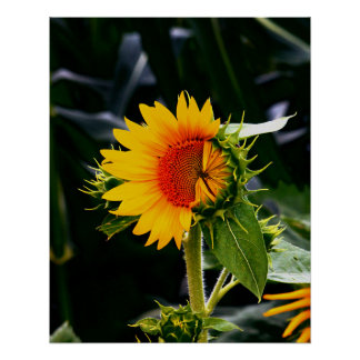 Zonnebloem Perfect Poster