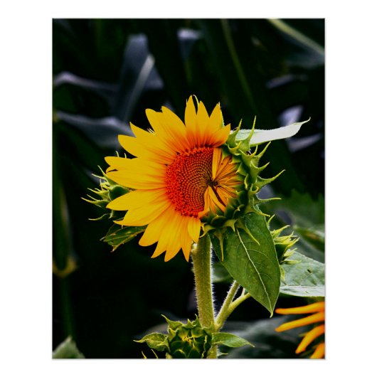 Zonnebloem Perfect Poster (Voorkant)