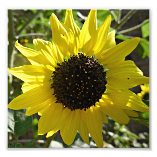 Zonnebloem plant Helianthus annuus Foto Afdruk (Voorkant)