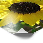 Zonnebloem plant Helianthus annuus Foto Afdruk (Hoek)