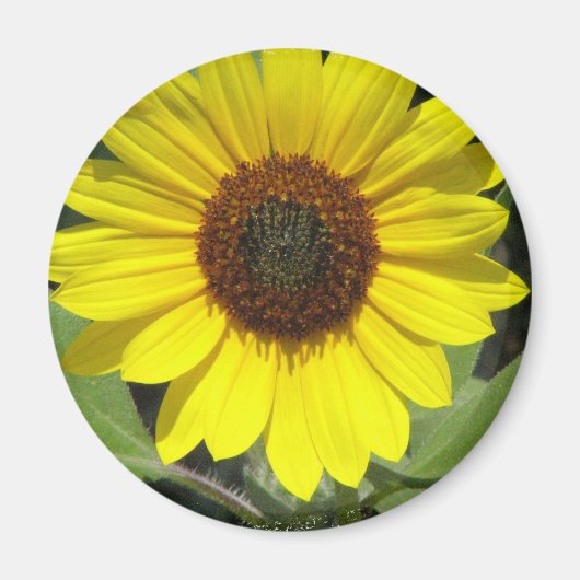 Zonnebloem Plant ronde magneet (Voorkant)