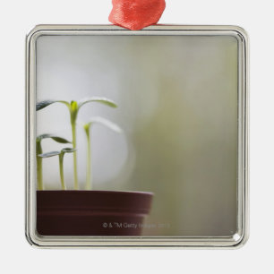 Zonnebloem planten die in pot 2 ontkiemen metalen ornament