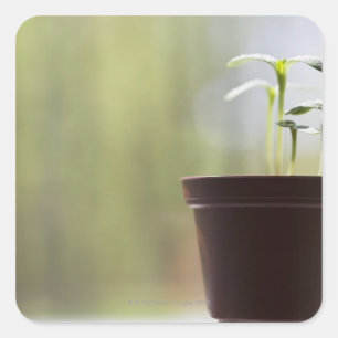 Zonnebloem planten ontkiemen in pot vierkante sticker