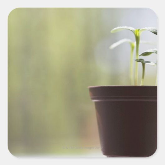 Zonnebloem planten ontkiemen in pot vierkante sticker (Voorkant)