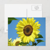 ZONNEBLOEM POST KAART Zomerbloemen (Voorkant / Achterkant)