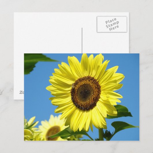 ZONNEBLOEM POST KAART Zomerbloemen (Voorkant / Achterkant)