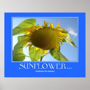 Zonnebloem Poster