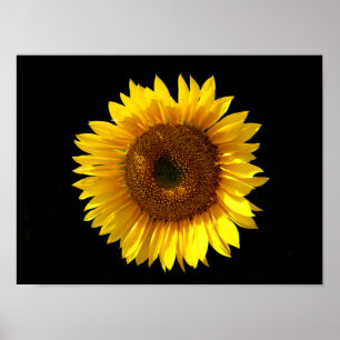 Zonnebloem Poster