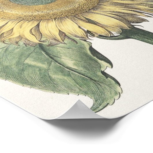 Zonnebloem Poster (Hoek)