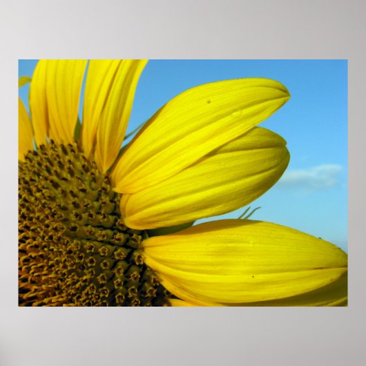 Zonnebloem Poster (Voorkant)
