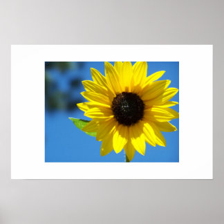 Zonnebloem Poster