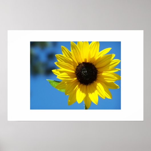Zonnebloem Poster (Voorkant)