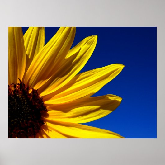 Zonnebloem Poster (Voorkant)