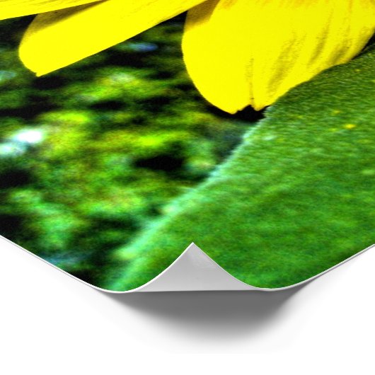 zonnebloem poster (Hoek)