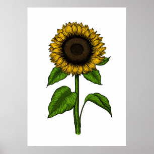 Zonnebloem Poster