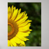 Zonnebloem Poster (Voorkant)