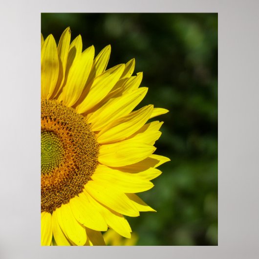 Zonnebloem Poster (Voorkant)