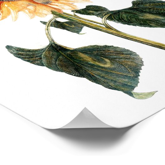  Zonnebloem Poster (Hoek)