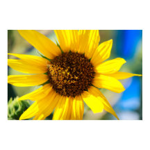 Zonnebloem