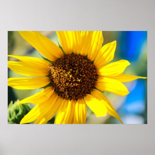 Zonnebloem Poster (Voorkant)