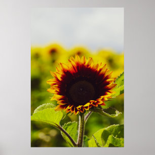 Zonnebloem Poster