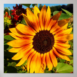 Zonnebloem Poster