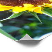 Zonnebloem Poster (Hoek)