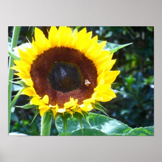Zonnebloem Poster (Voorkant)