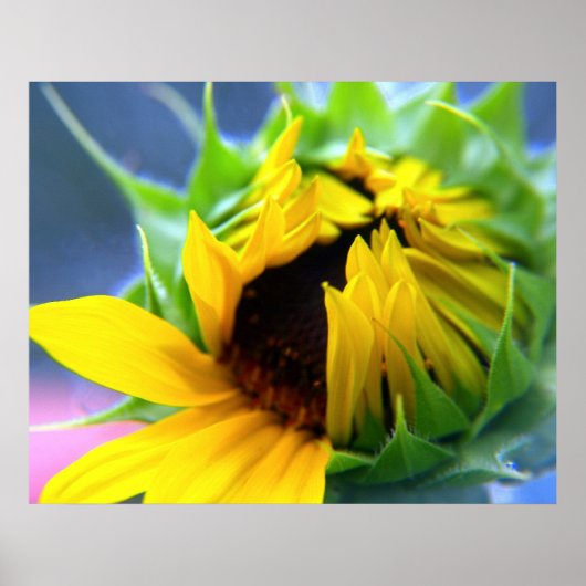 Zonnebloem Poster (Voorkant)