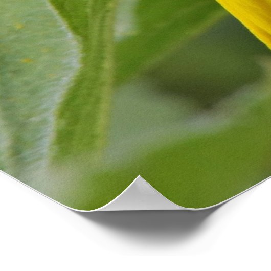 Zonnebloem Poster (Hoek)